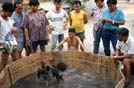 Nord Tailandia, combattimento di galli